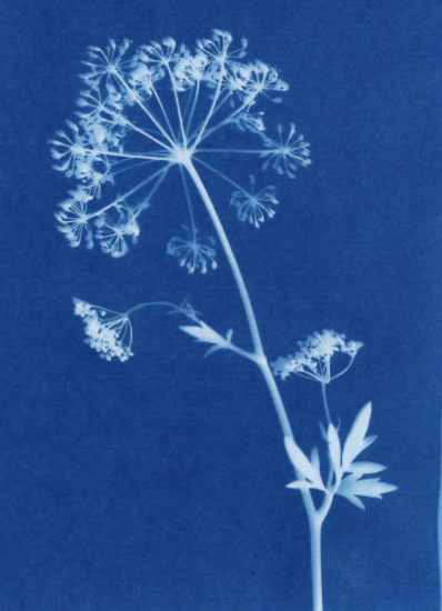 Picture of Cyanotype Workshop - October 18th Start Date