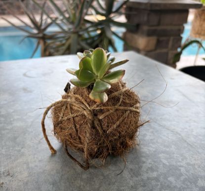 Picture of Kokedama Creation (GCC Main | April 28, 2026)