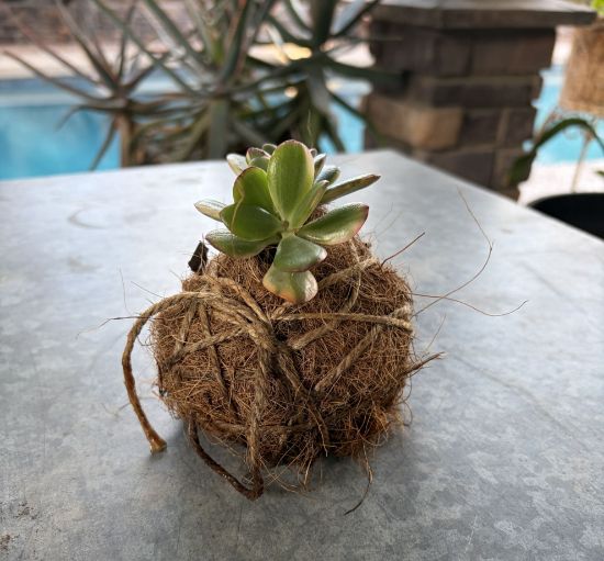 Picture of Kokedama Creation (GCC Main | March 31, 2026)